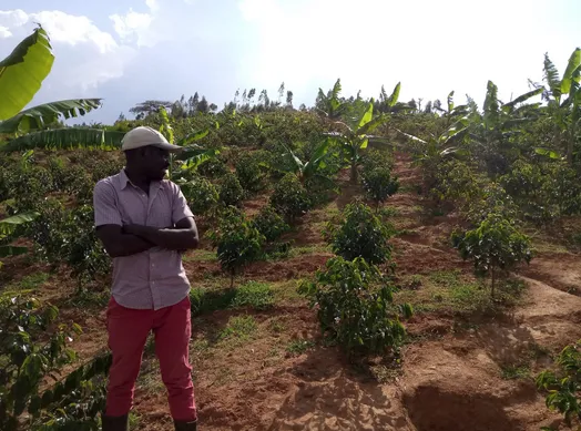 Farmer standing in regenerative coffee farm with banana intercropping